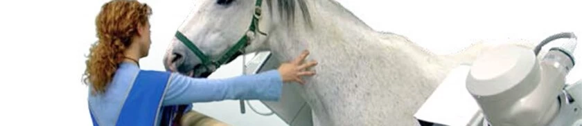 ZooMax Equine – Unser Standard für das Röntgen von Grosstieren - Schweizer Röntgen